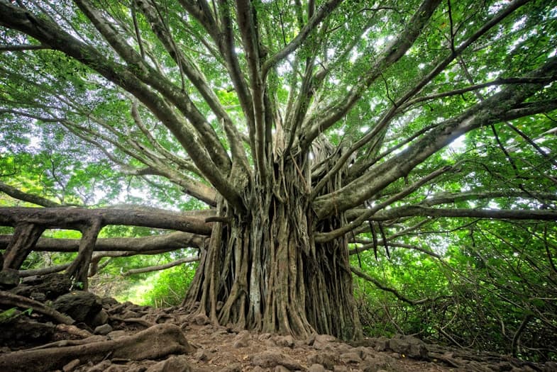 How to keep family records accurate as your tree grows.